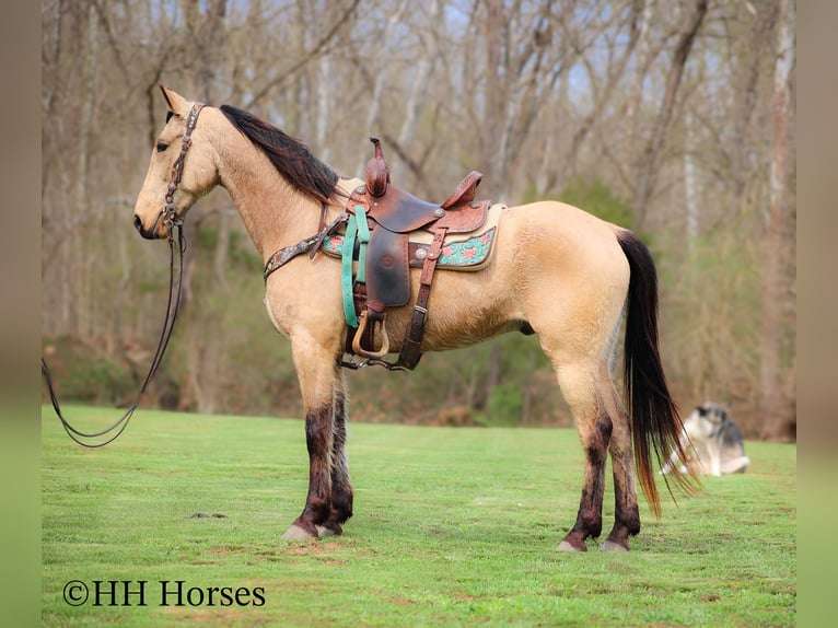 Tennessee konia Wałach 8 lat 152 cm Jelenia in Flemingsburg KY