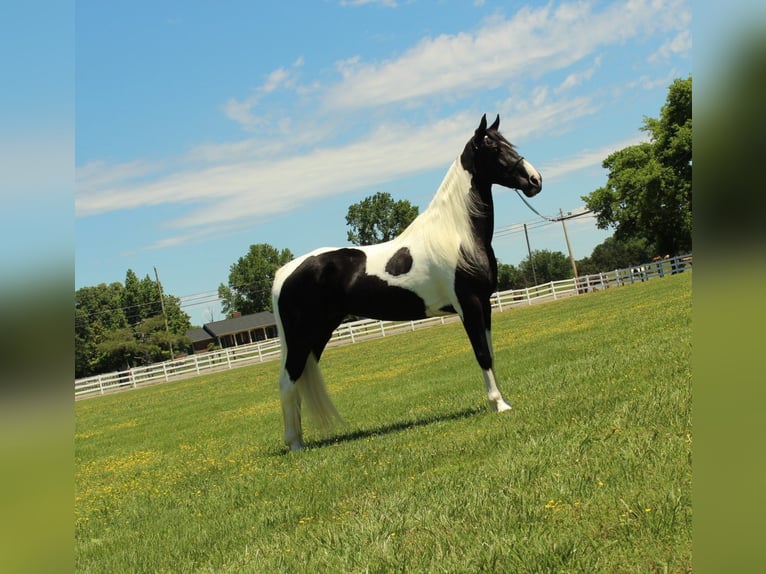 Tennessee konia Wałach 8 lat 152 cm Tobiano wszelkich maści in Lewisburg, TN