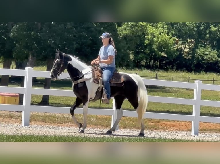 Tennessee konia Wałach 8 lat 152 cm Tobiano wszelkich maści in Lewisburg, TN