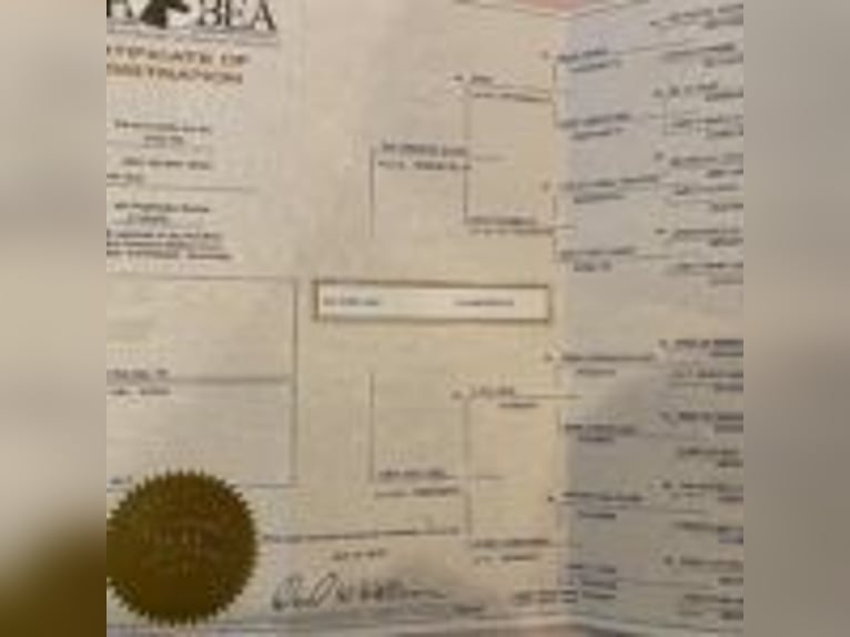 Tennessee konia Wałach 8 lat 152 cm Tobiano wszelkich maści in &#x9;North Carolina