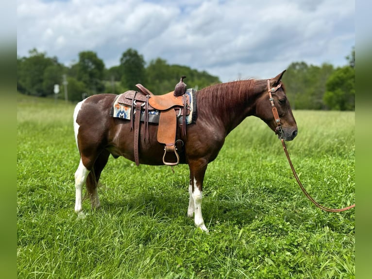 Tennessee konia Wałach 8 lat 152 cm Tobiano wszelkich maści in Moscow OH