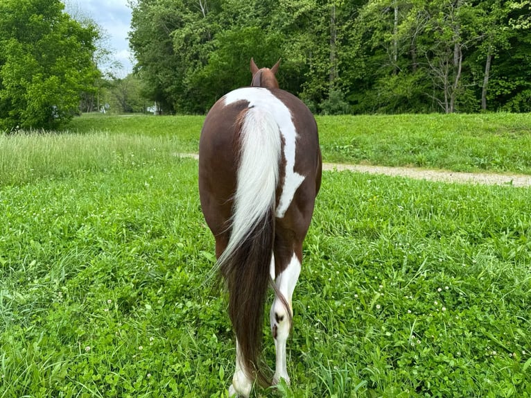 Tennessee konia Wałach 8 lat 152 cm Tobiano wszelkich maści in Moscow OH