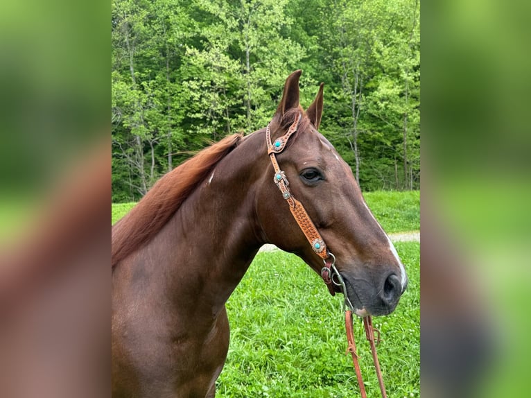 Tennessee konia Wałach 8 lat 152 cm Tobiano wszelkich maści in Moscow OH