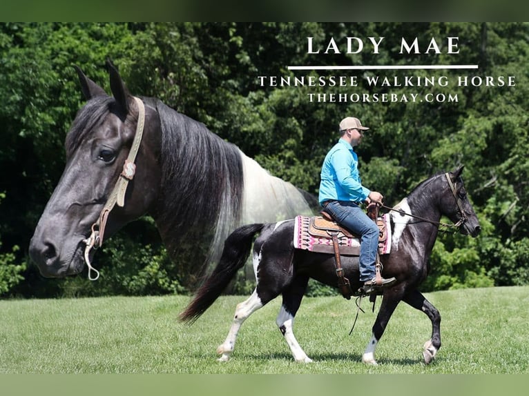 Tennessee konia Wałach 8 lat 155 cm Tobiano wszelkich maści in Parkers Lake, KY