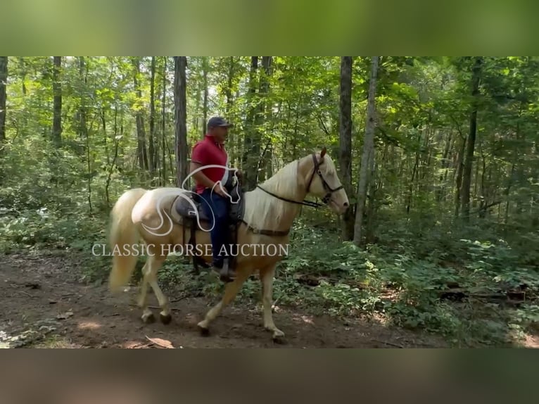 Tennessee konia Wałach 8 lat 163 cm Izabelowata in Lewisburg, TN