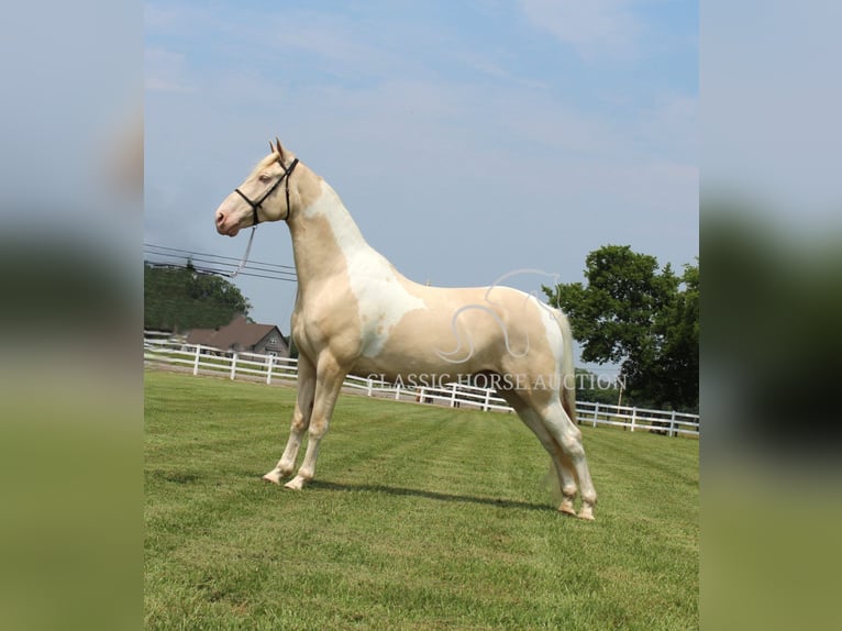 Tennessee konia Wałach 8 lat 163 cm Izabelowata in Lewisburg, TN