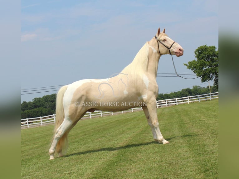 Tennessee konia Wałach 8 lat 163 cm Izabelowata in Lewisburg, TN