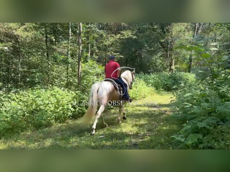 Tennessee konia Wałach 8 lat 163 cm Izabelowata in Lewisburg, TN