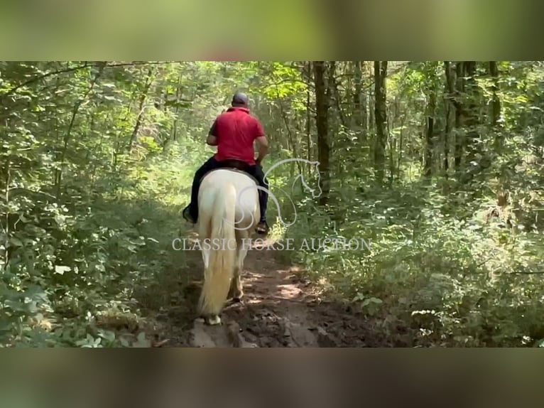 Tennessee konia Wałach 8 lat 163 cm Izabelowata in Lewisburg, TN
