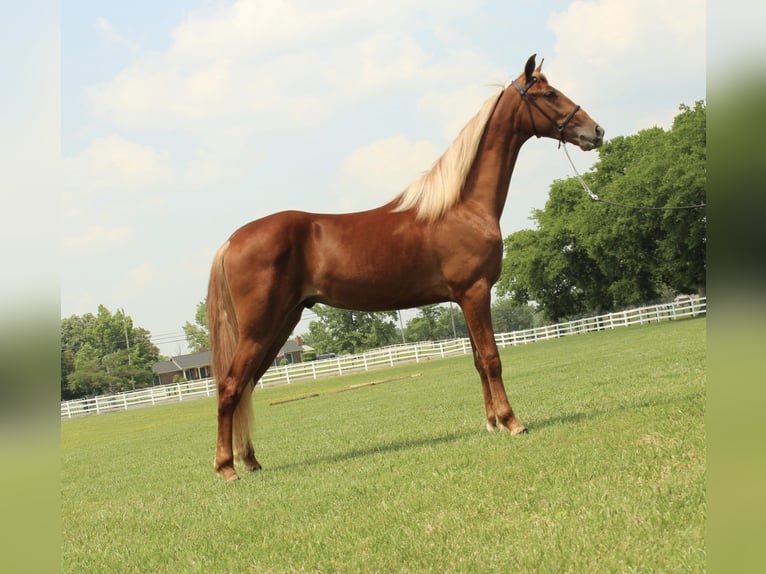 Tennessee konia Wałach 9 lat 152 cm Cisawa in Lewisburg, TN