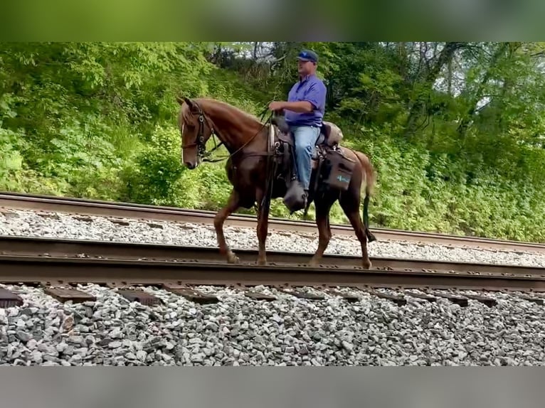 Tennessee konia Wałach 9 lat 152 cm Cisawa in Lewisburg, TN