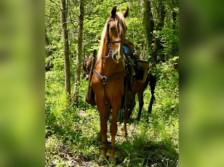 Tennessee konia Wałach 9 lat 152 cm Cisawa in Lewisburg, TN