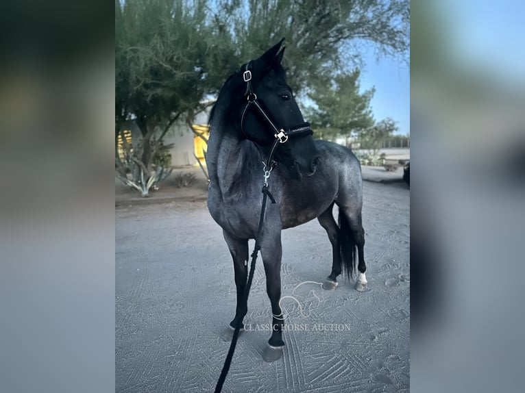 Tennessee konia Wałach 9 lat 163 cm in Phoenix, AZ