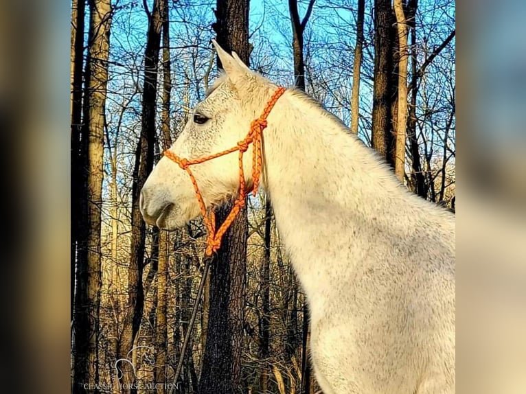 Tennessee konia Wałach 10 lat 142 cm Siwa in Otis Orchards, WA