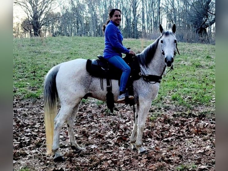 Tennessee konia Wałach 10 lat 142 cm Siwa in Otis Orchards, WA