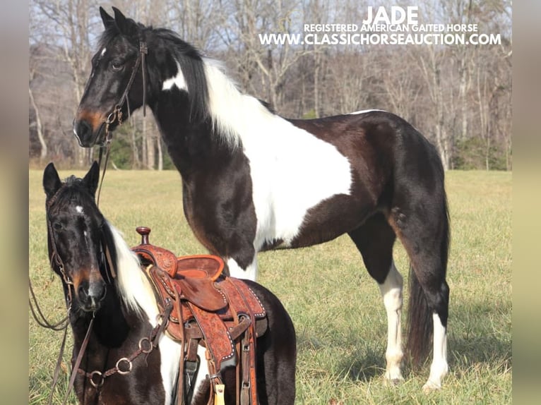 Tennessee konia Wałach 10 lat 142 cm Tobiano wszelkich maści in Whitley City, KY