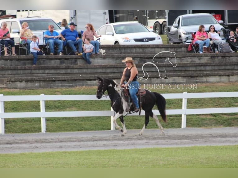 Tennessee konia Wałach 10 lat 142 cm Tobiano wszelkich maści in Whitley City, KY