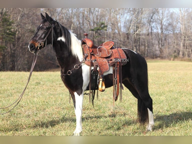 Tennessee konia Wałach 10 lat 142 cm Tobiano wszelkich maści in Whitley City, KY