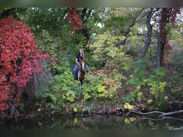 Tennessee konia Wałach 10 lat 145 cm Tobiano wszelkich maści in Nunn CO