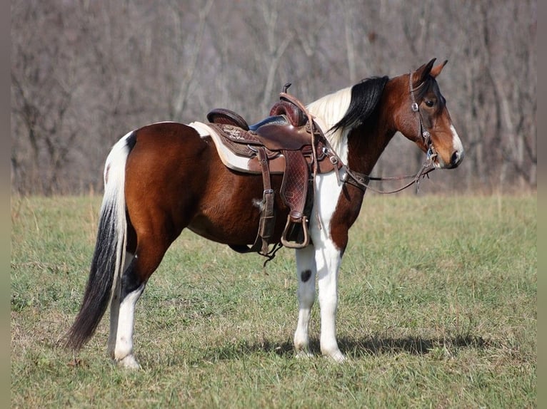 Tennessee konia Wałach 10 lat 147 cm Tobiano wszelkich maści in Jamestown KY