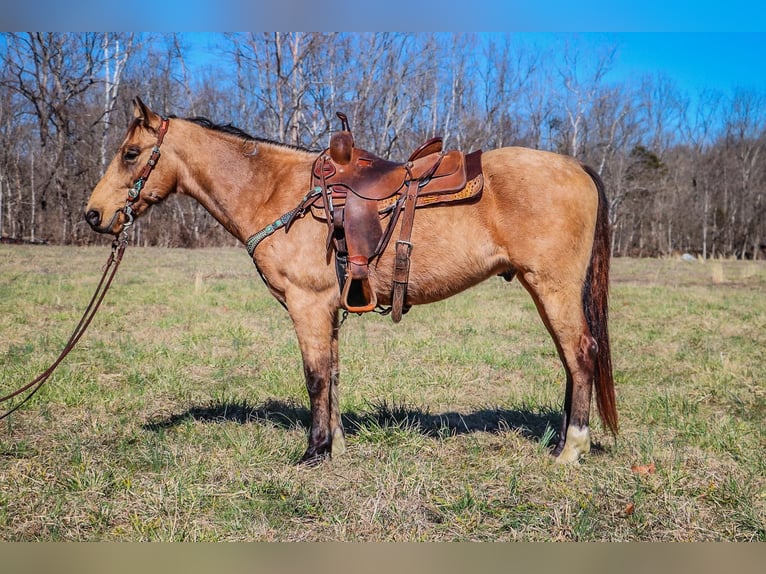 Tennessee konia Wałach 10 lat 152 cm Jelenia in Hillsboro KY