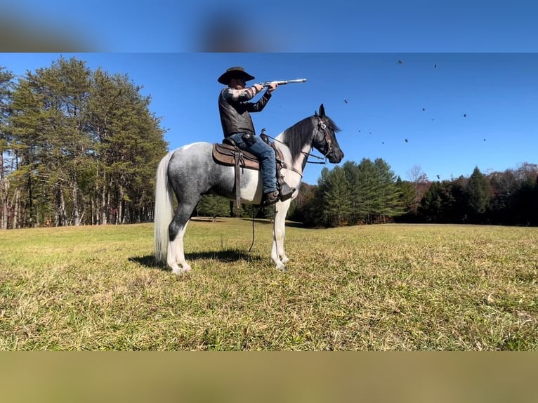 Tennessee konia Wałach 10 lat 152 cm Tobiano wszelkich maści in Whitley city kY