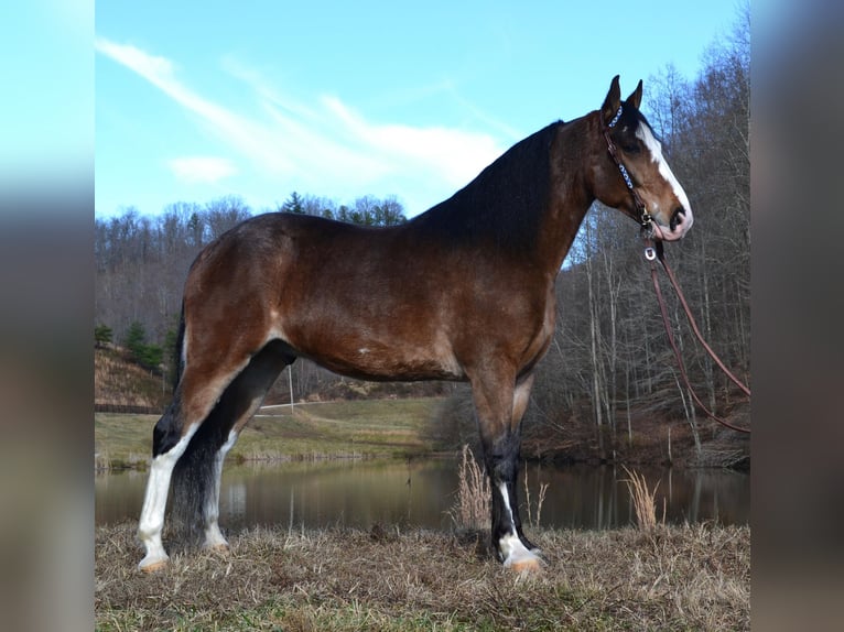 Tennessee konia Wałach 10 lat 155 cm Gniadodereszowata in Salyersville KY