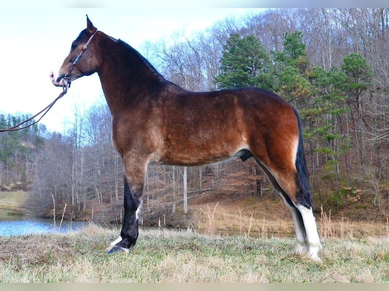 Tennessee konia Wałach 10 lat 155 cm Gniadodereszowata in Salyersville KY