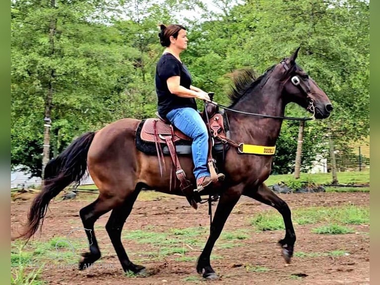 Tennessee konia Wałach 11 lat 142 cm Kara in Otis Orchards, WA