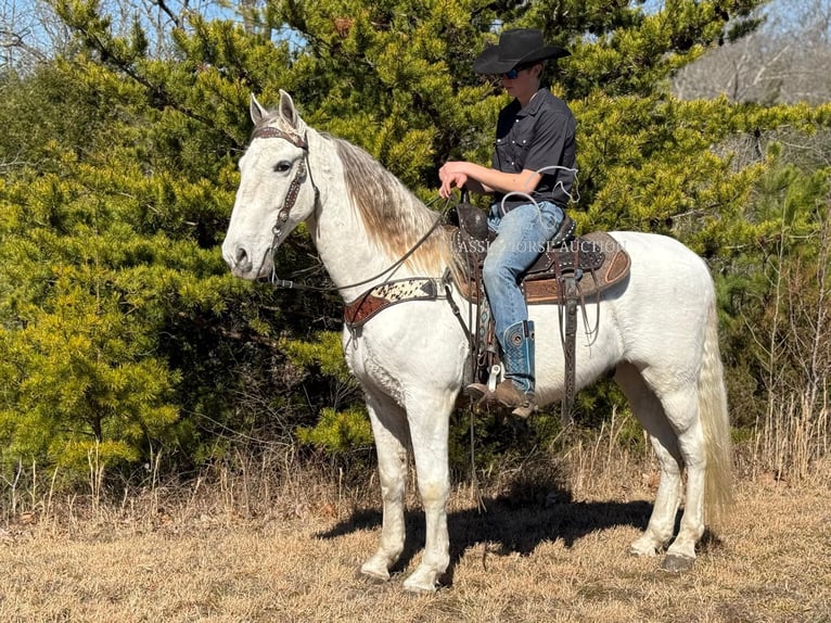 Tennessee konia Wałach 11 lat 163 cm Siwa in Parkers Lake, KY