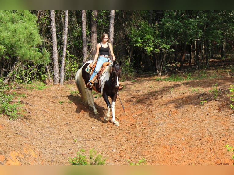 Tennessee konia Wałach 11 lat 165 cm Tobiano wszelkich maści in Rusk TX