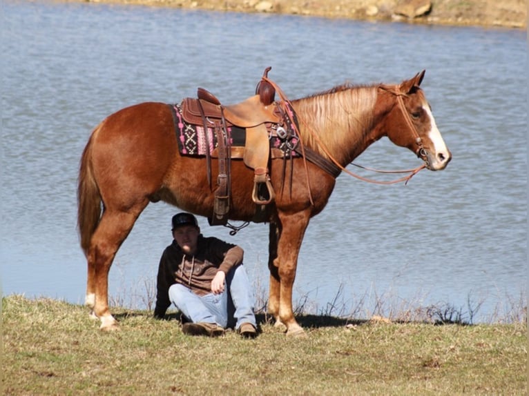 Tennessee konia Wałach 11 lat Cisawa in Whitley City KY