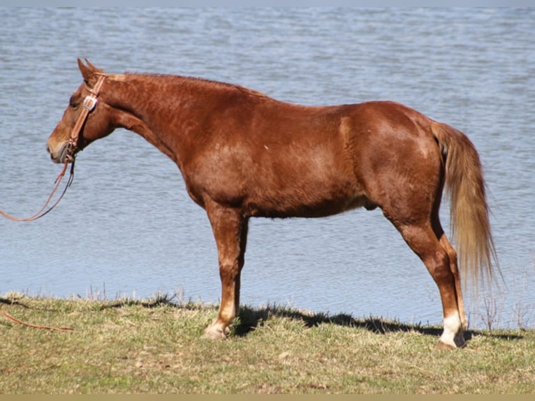 Tennessee konia Wałach 11 lat Cisawa in Whitley City KY