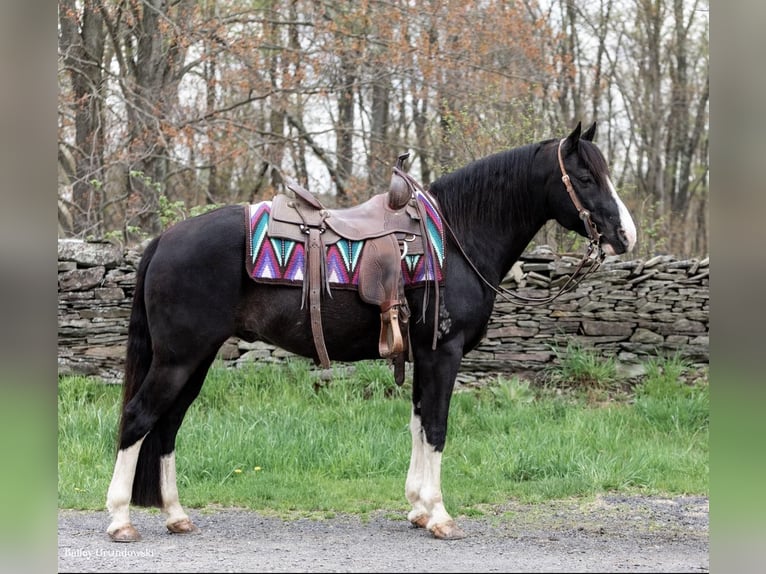 Tennessee konia Wałach 11 lat Kara in Everett PA