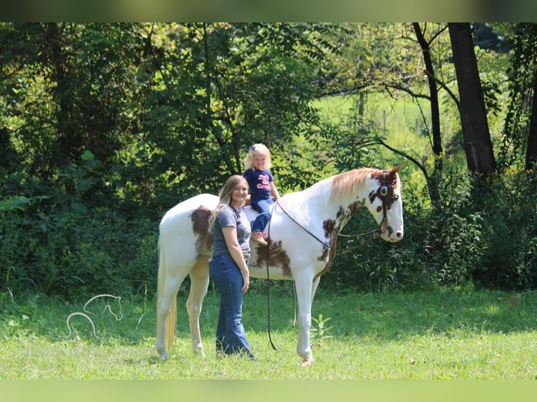 Tennessee konia Wałach 12 lat 142 cm Tobiano wszelkich maści in Rockholds, KY