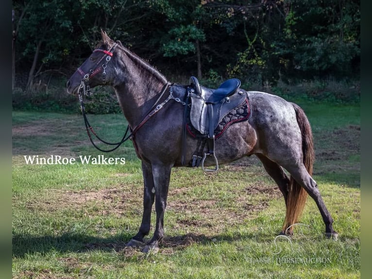 Tennessee konia Wałach 12 lat 152 cm Karodereszowata in Grass Lake, MI