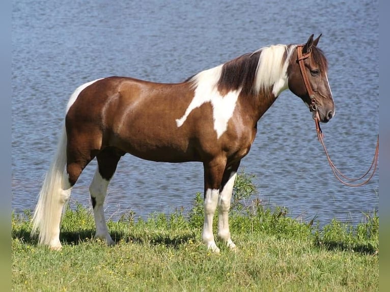 Tennessee konia Wałach 12 lat 152 cm Tobiano wszelkich maści in Fort worth Texas