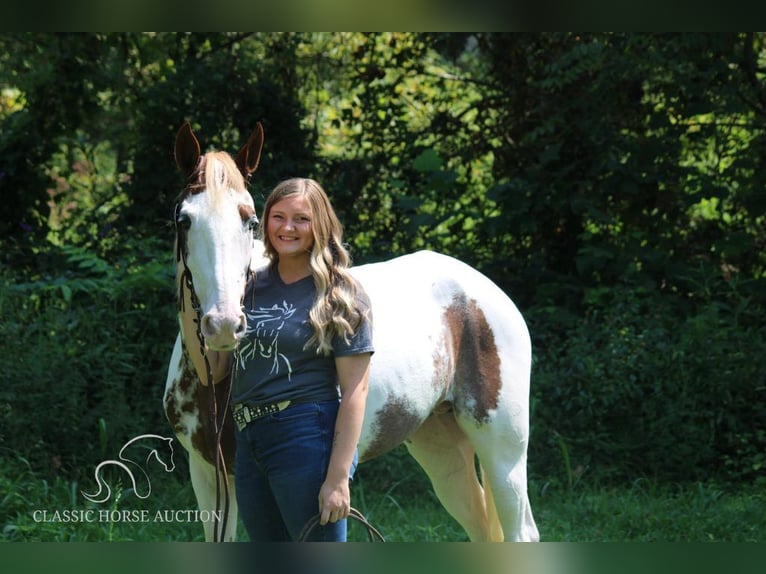 Tennessee konia Wałach 13 lat 142 cm Tobiano wszelkich maści in Rockholds, KY