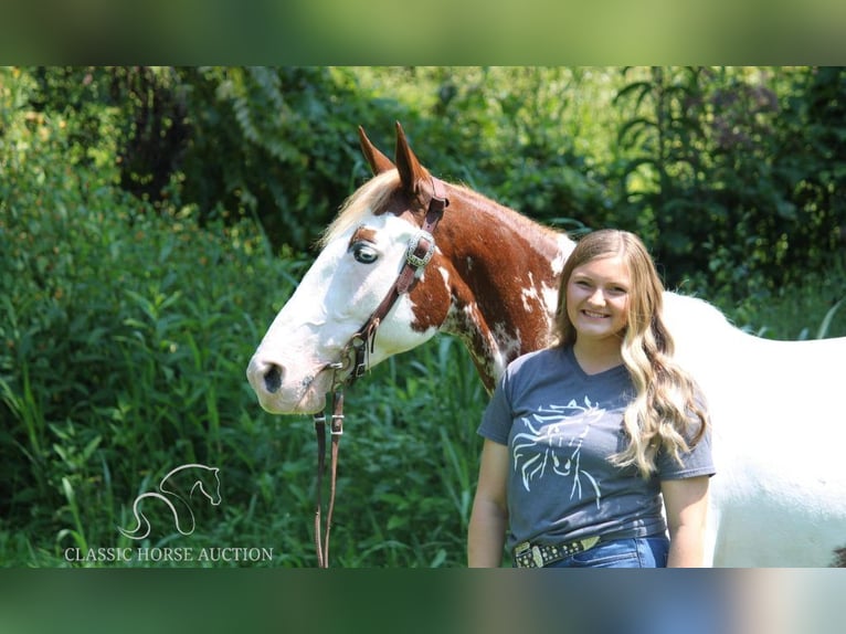 Tennessee konia Wałach 13 lat 142 cm Tobiano wszelkich maści in Rockholds, KY