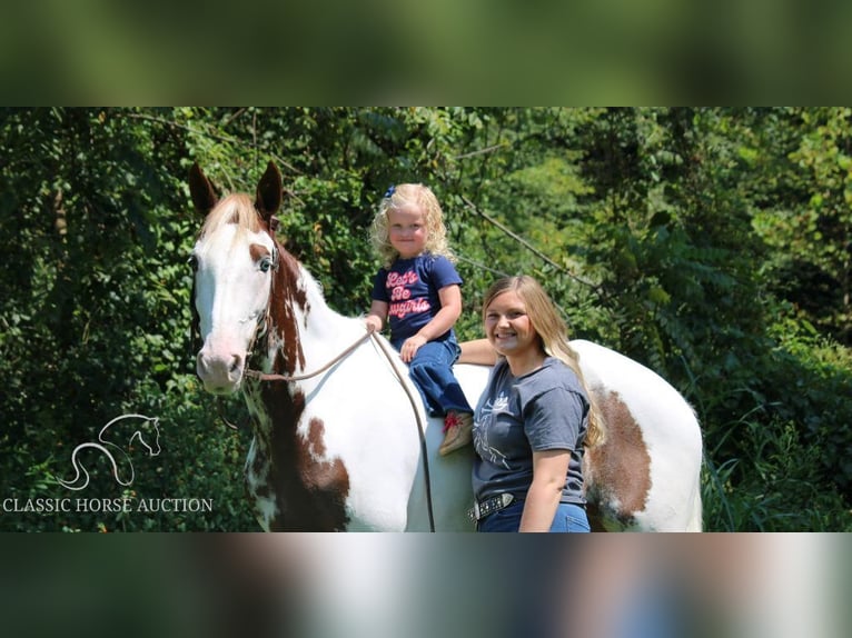 Tennessee konia Wałach 13 lat 142 cm Tobiano wszelkich maści in Rockholds, KY