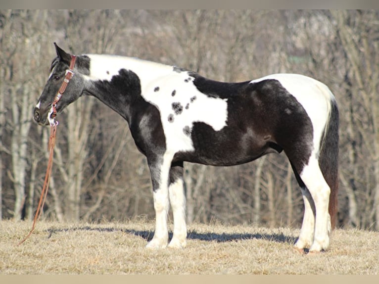 Tennessee konia Wałach 13 lat 152 cm Tobiano wszelkich maści in Brodhead, KY