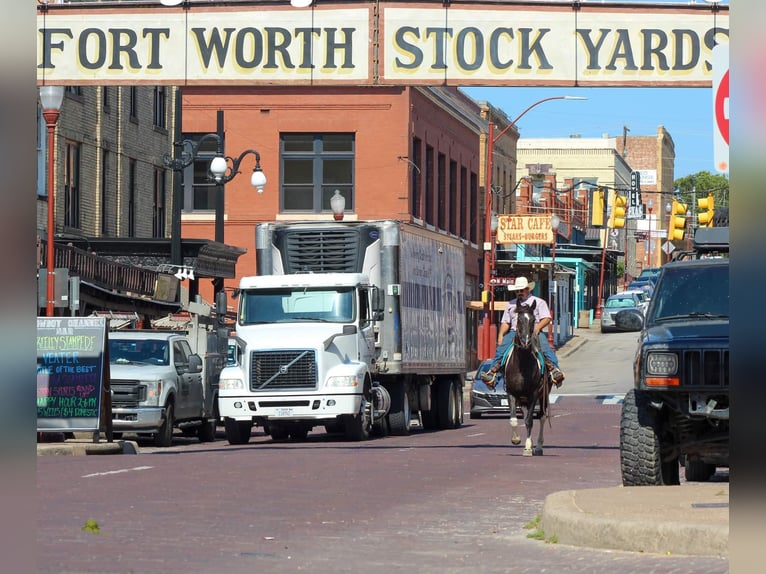 Tennessee konia Wałach 14 lat 152 cm Tobiano wszelkich maści in Stephenville TX