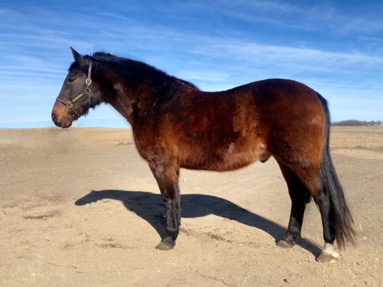 Tennessee konia Wałach 15 lat Gniada in Valley Springs, SD