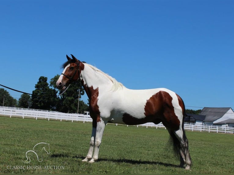 Tennessee konia Wałach 16 lat 142 cm Tobiano wszelkich maści in Lewisburg, TN