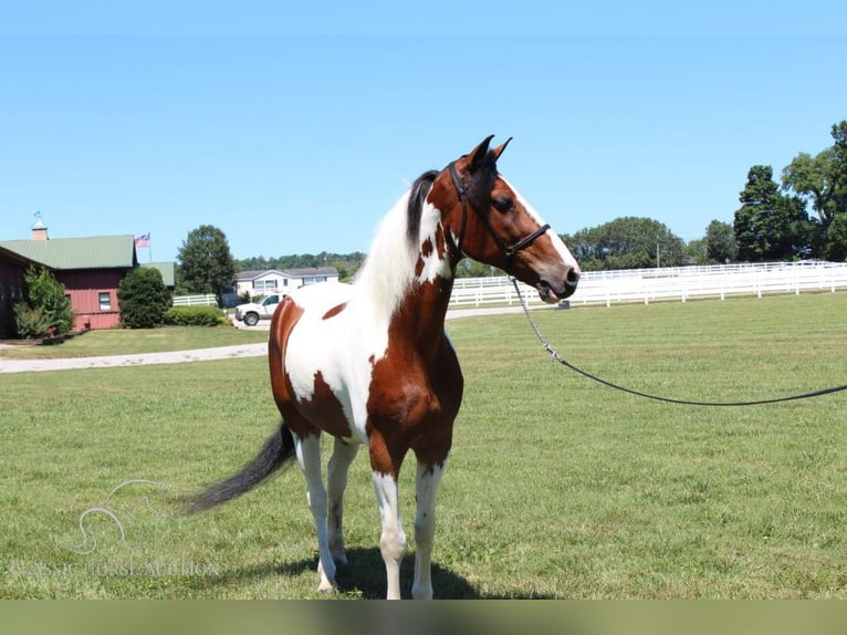 Tennessee konia Wałach 16 lat 142 cm Tobiano wszelkich maści in Lewisburg, TN