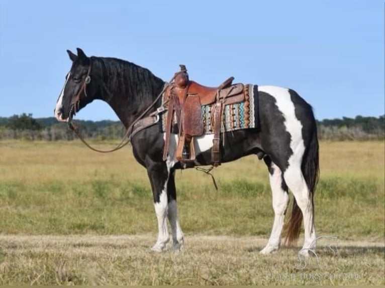 Tennessee konia Wałach 16 lat 152 cm Tobiano wszelkich maści in Gerald, MO