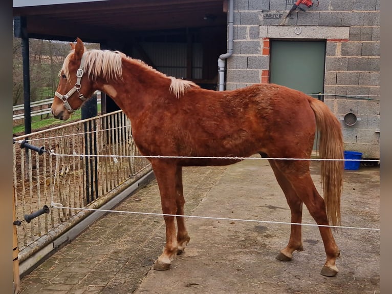 Tennessee konia Wałach 2 lat 152 cm Kasztanowata in Dipperz