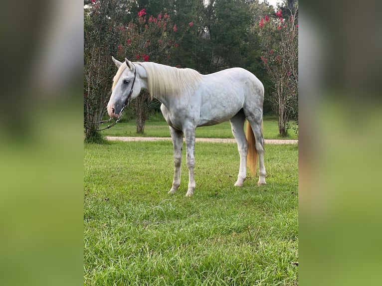 Tennessee konia Wałach 2 lat 152 cm Siwa in Independence, LA