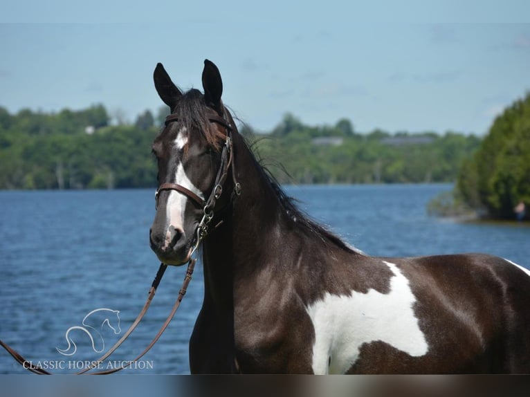 Tennessee konia Wałach 2 lat 152 cm Tobiano wszelkich maści in Hustonville, KY