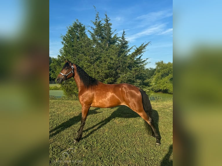 Tennessee konia Wałach 3 lat 152 cm Gniada in Murfreesboro, TN